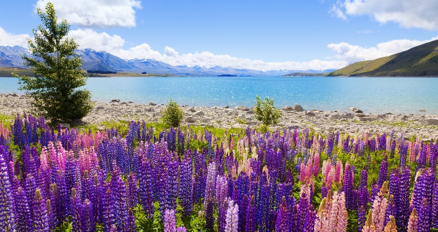 time is best to visit New Zealand
